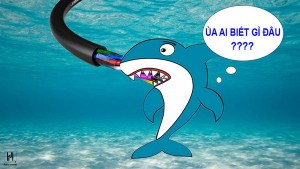 Cáp quang biển lại gặp sự cố - VNPT và FPT: "Đến tối là khỏi vào Internet"
